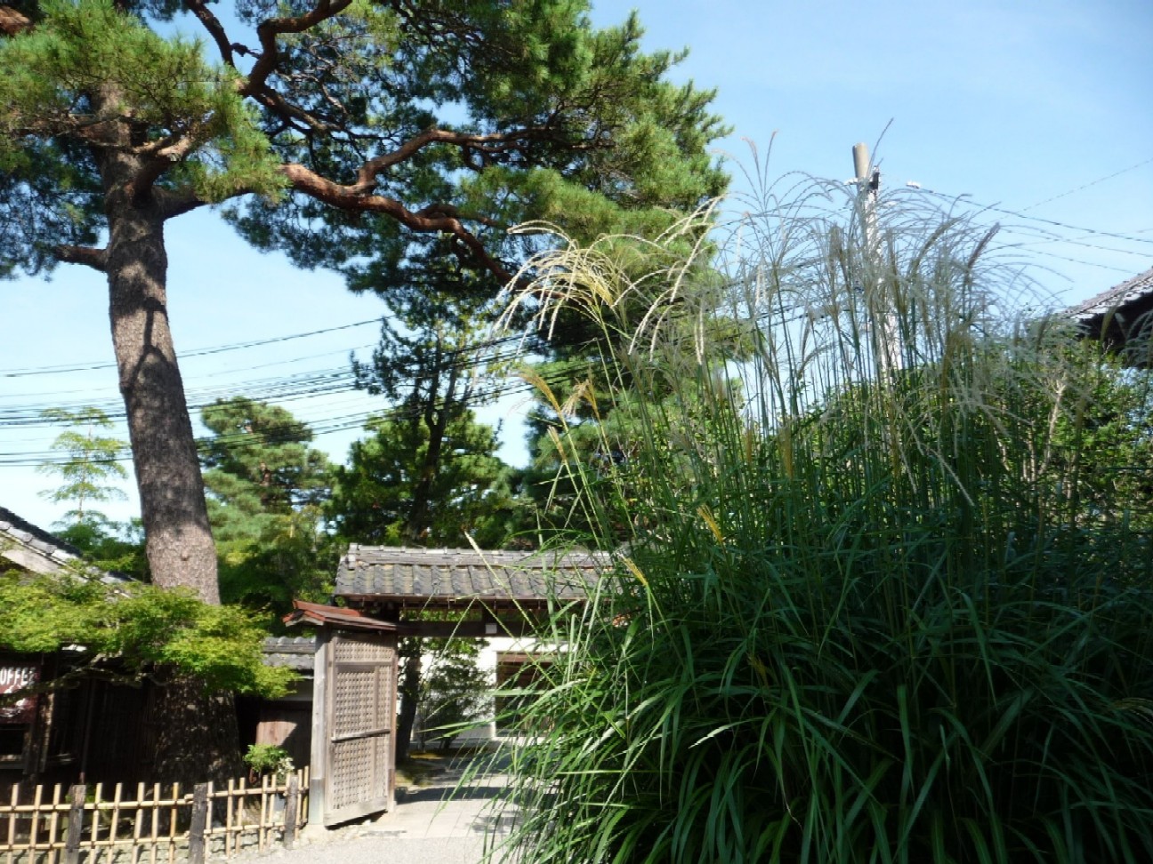 ~ すすき ~_e0135219_1632570.jpg