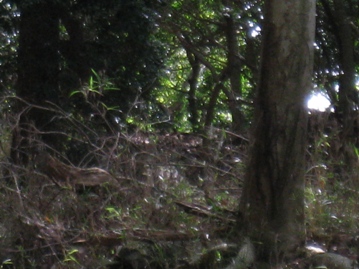 京都　比叡山（８４６ｍ）～　延暦寺～　寺田屋　（前編）_c0077338_21434793.jpg