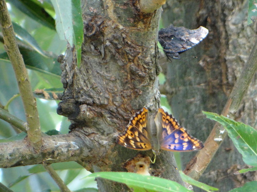 コムラサキ 20120910 矢作川_d0254540_1545453.jpg