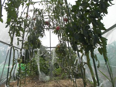 c0063348_17414770.jpg