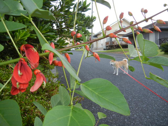 ’12,9,10(月)私の好きな国、好きな歌!_f0060461_10444149.jpg