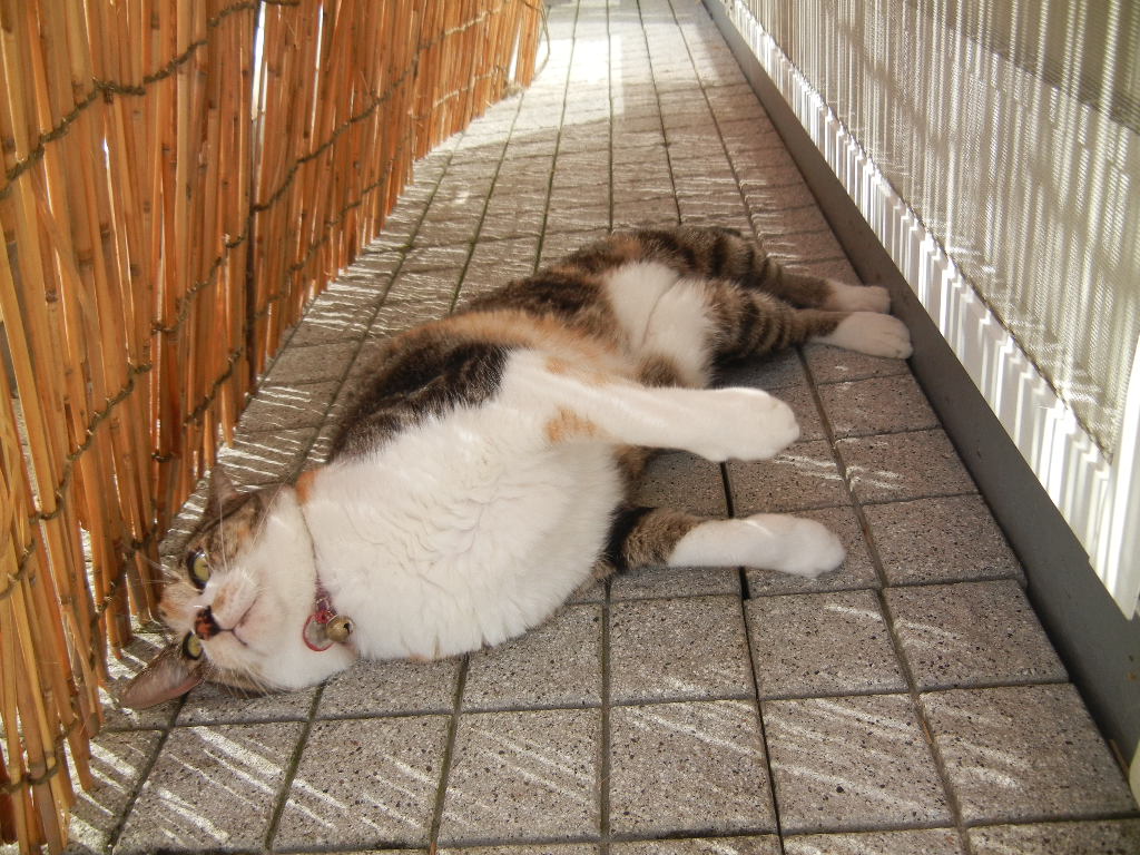 ’12,9,10(月)私の好きな国、好きな歌!_f0060461_10472367.jpg