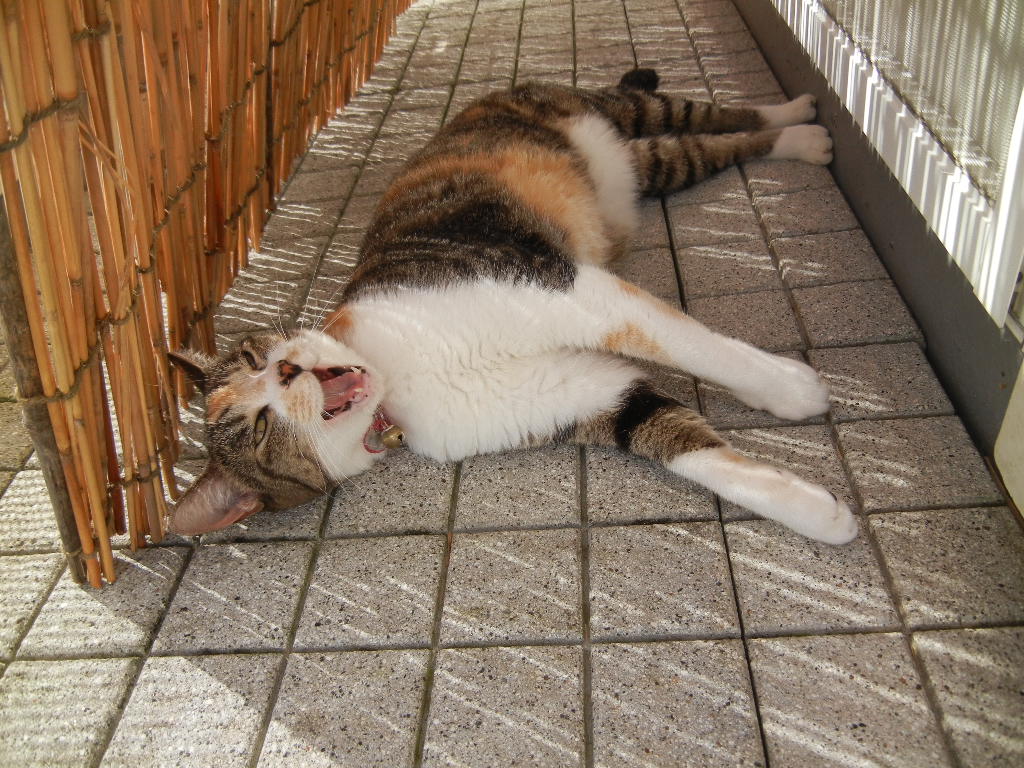 ’12,9,10(月)私の好きな国、好きな歌!_f0060461_10482180.jpg