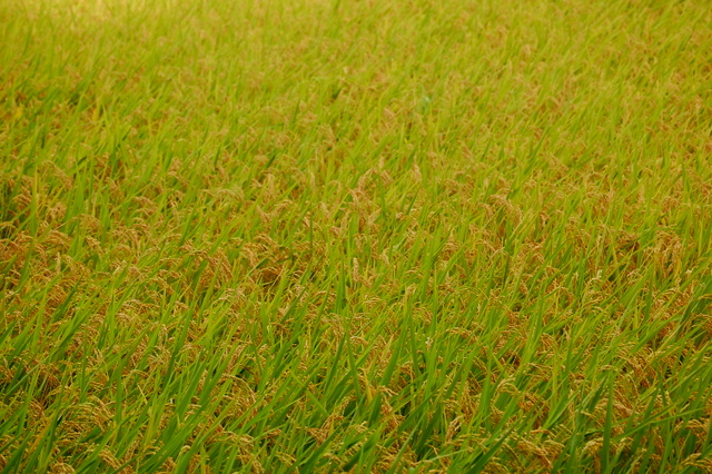 d0172270_0204521.jpg