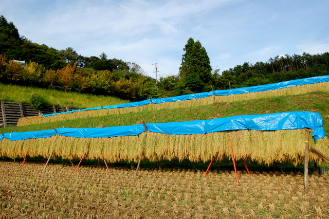 d0172270_0515823.jpg