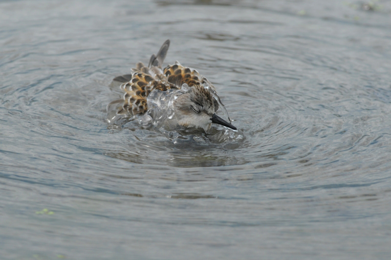 トウネン 水浴び_f0053272_926249.jpg