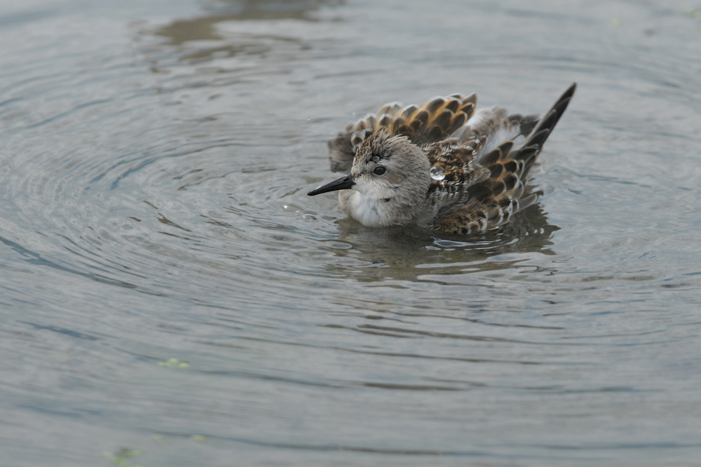 トウネン 水浴び_f0053272_9271645.jpg