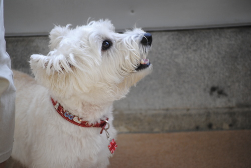 ♪ ダニエル DOG GARDEN RESORT 鶴ヶ島へ  ♪　_b0242873_23385825.jpg