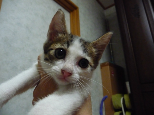 白系子猫ちゃんたちの様子_b0250776_13584589.jpg