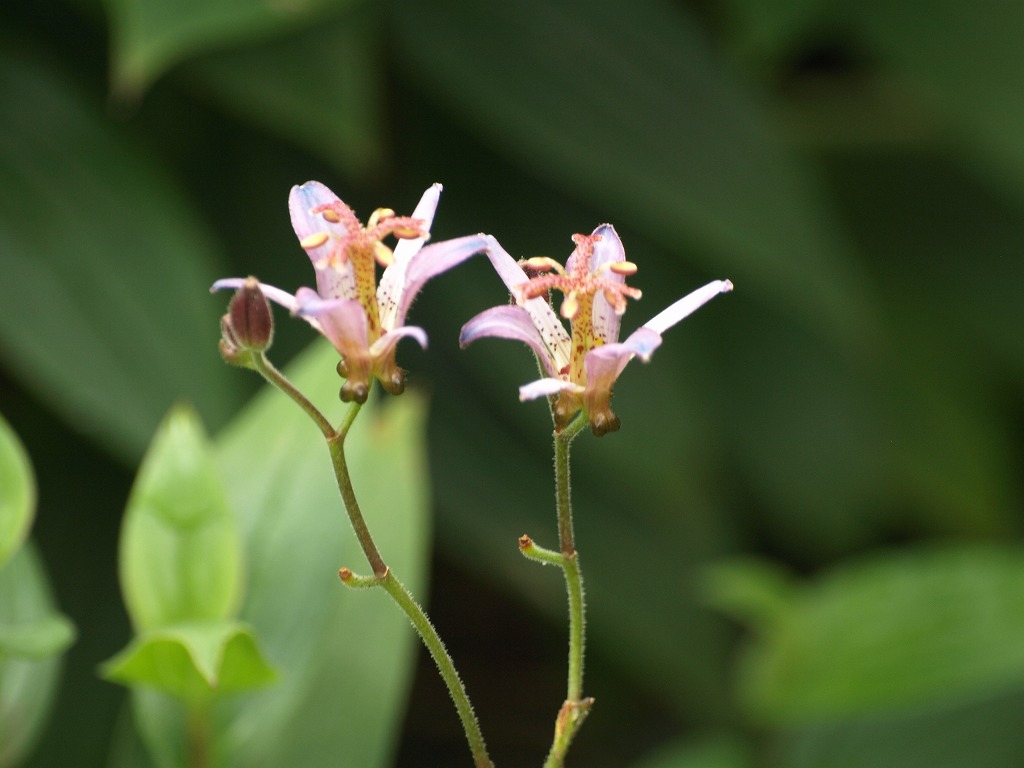 『杜鵑草(ホトトギス)の花の咲く風景』_d0054276_20405683.jpg