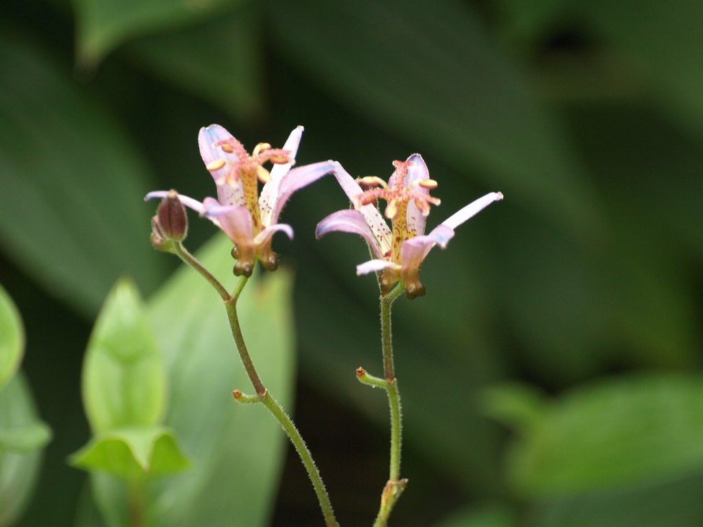 『杜鵑草（ホトトギス）の花の咲く風景』_d0054276_20405683.jpg