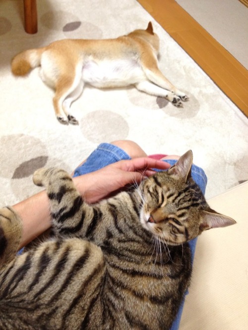 甘える才能_a0126590_2312461.jpg