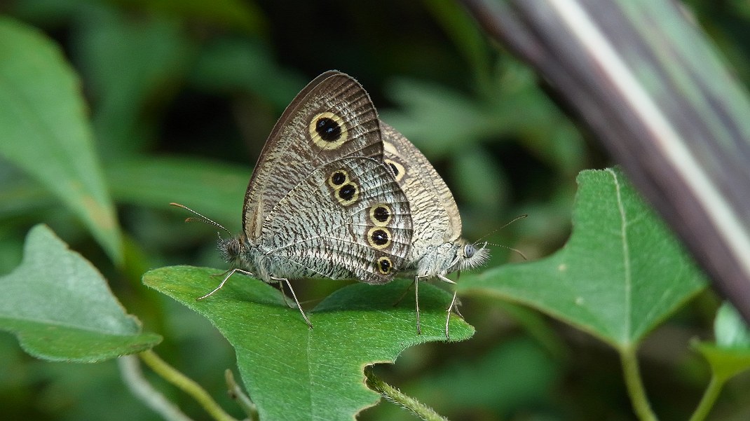 a0152692_17544476.jpg