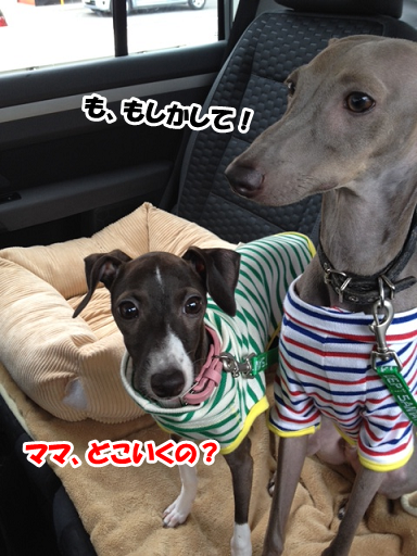 e0290901_16131792.png