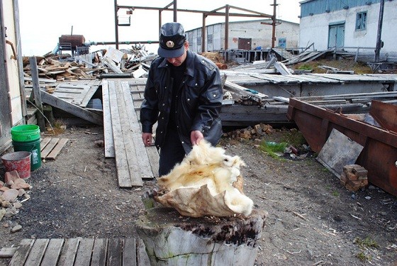 ロシアにおけるホッキョクグマの密猟について Polarbearology Conjectaneum