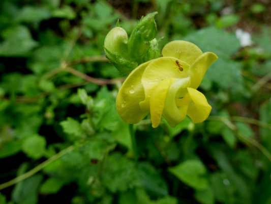 c0042418_7565975.jpg