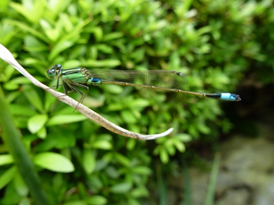 c0042418_812499.jpg