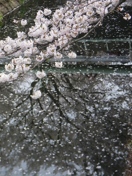 桜の水面_d0036225_19593281.jpg