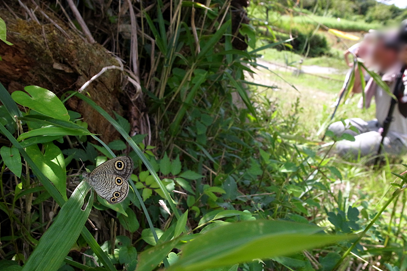 ２０１２年９月上旬　三河地方のウラナミジャノメ_d0054625_071675.jpg