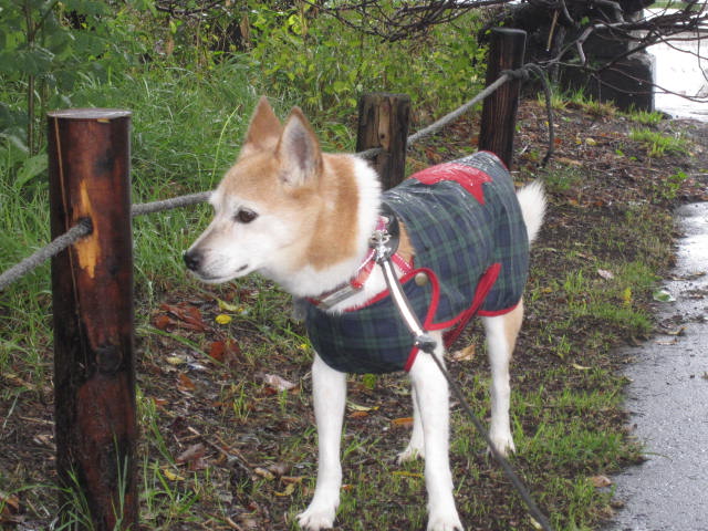 e0191826_22351933.jpg