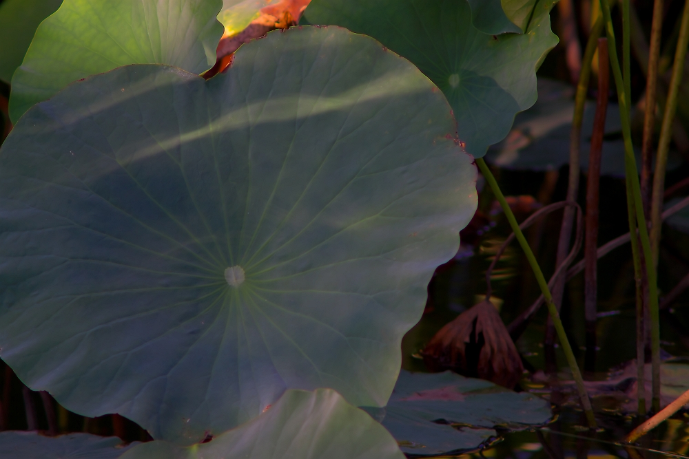 蓮華寺池公園の蓮の花_a0264542_1846365.jpg