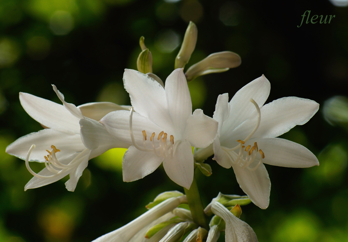 夏の終わり ギボウシの花 Crysyal Wayの作品 フルール花写真教室