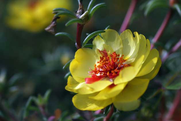 花のお天気屋_c0080352_734483.jpg