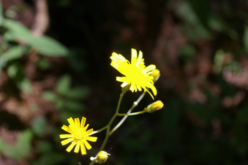 夏の終わりの山の花_b0175255_17165846.jpg