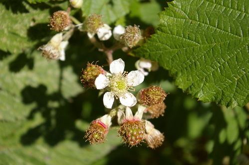 夏の終わりの山の花_b0175255_17282328.jpg