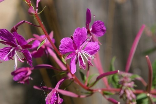 夏の終わりの山の花_b0175255_17292997.jpg