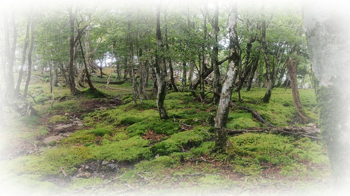 e0050472_14214345.jpg