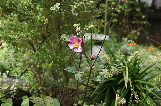 e0181373_2010217.jpg
