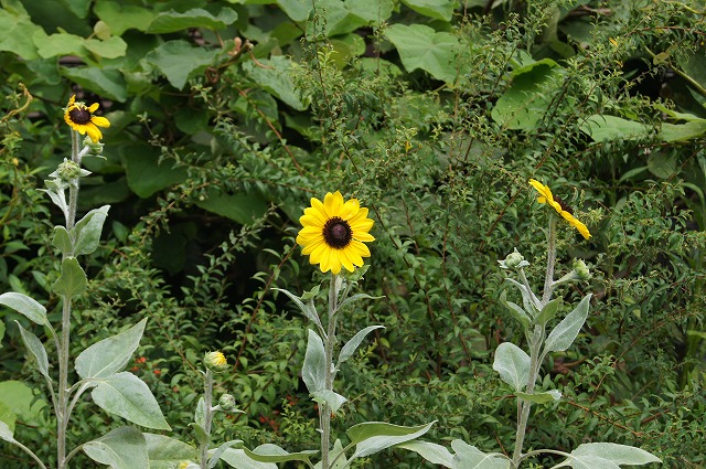 e0181373_201191.jpg