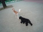 公園には沢山の仲間がいるよ…_d0266681_23262020.jpg