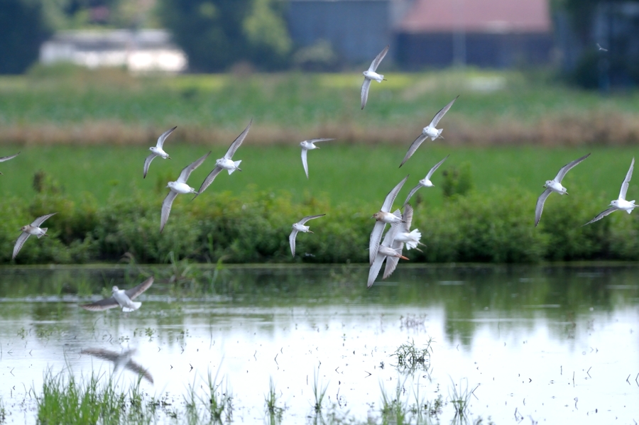 休耕田の水鳥B　飛翔_e0261593_20421869.jpg