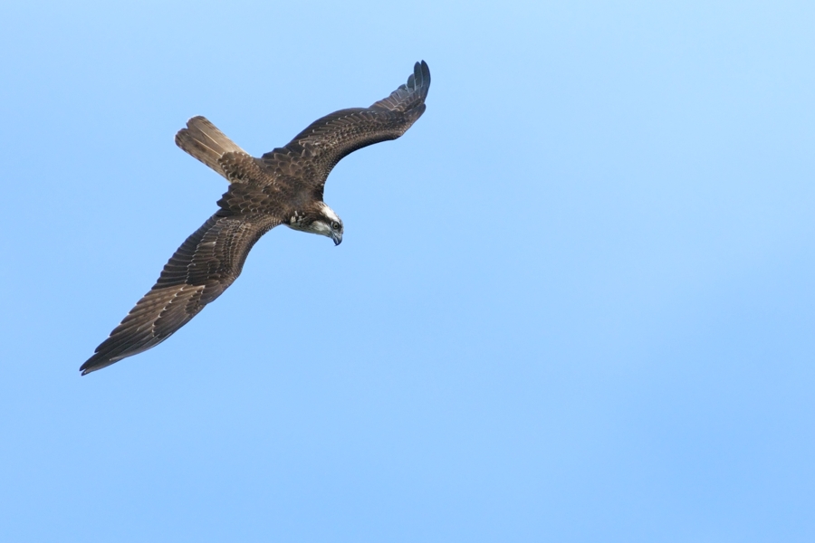 休耕田の水鳥B　飛翔_e0261593_20425564.jpg