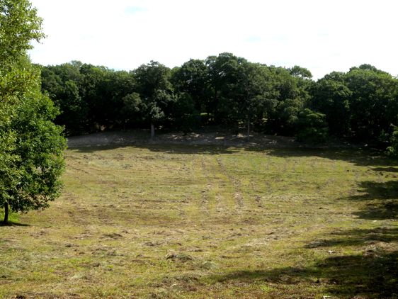 f0155495_54696.jpg