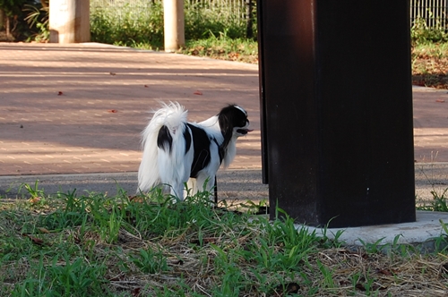 お仕事して,少しだけ公園寄って,歩き方チェック_a0155999_0364121.jpg