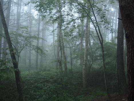 a0288500_643145.jpg