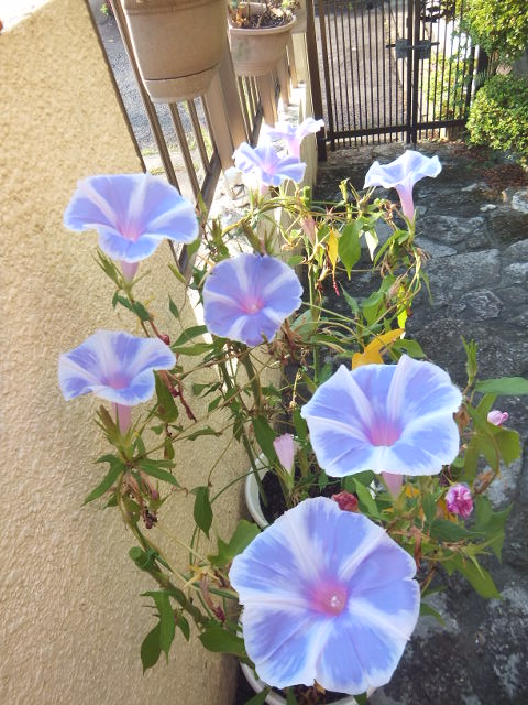 a0271502_12425129.jpg