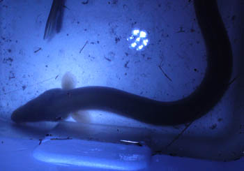 c0165803_1525638.jpg