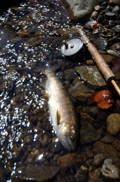 ようざわ頼り２～ピーマンと卵と山女魚_e0165011_183662.jpg