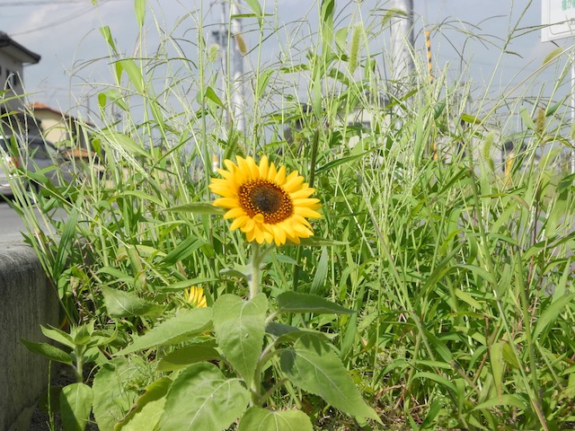c0248013_10304551.jpg