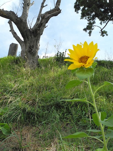 c0248013_1056726.jpg
