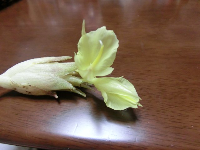 c0200916_23181036.jpg
