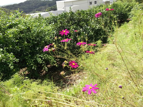 落花生の成長...収穫時期ですが!_b0137932_18493332.jpg