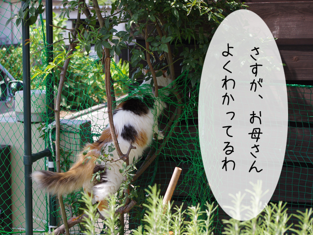 猫々4コマ 脱走可能な脱走防止ネット お竹さんは心配症 猫々4コマ 脱走可能な脱走防止ネット お竹さんは心配症