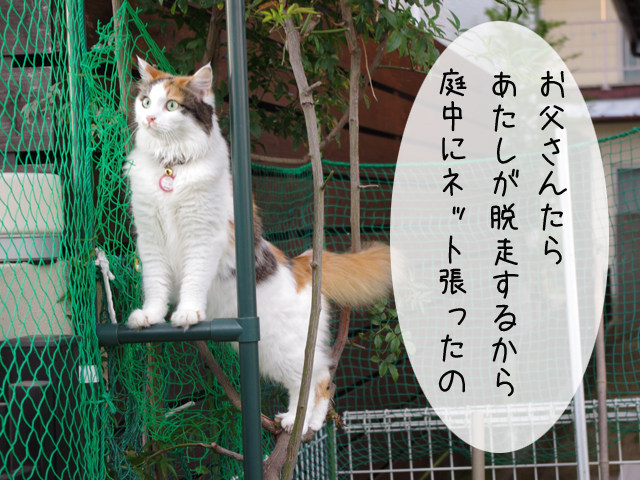猫々４コマ 脱走可能な脱走防止ネット お竹さんは心配症
