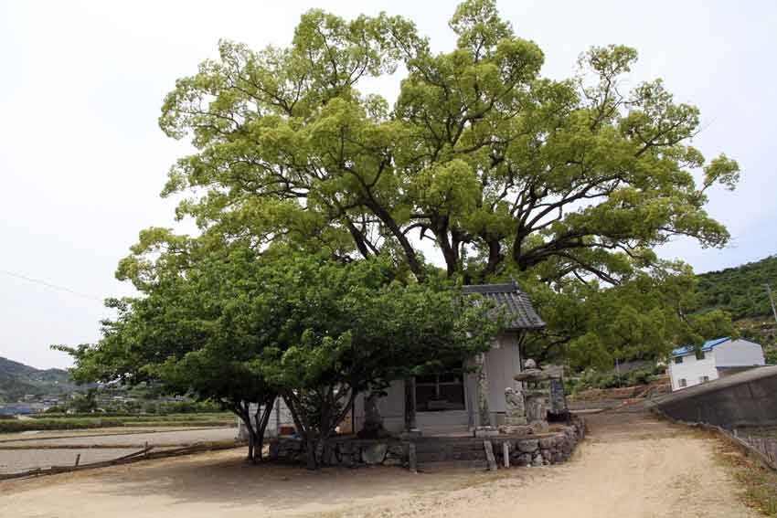 式内社「速雨神社(通称　雨宮)」♪　徳島市八多町_d0058941_2021145.jpg