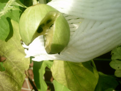 e0033751_957474.jpg